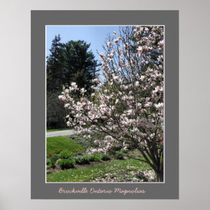 Poster Brockville Ontario Magnolias