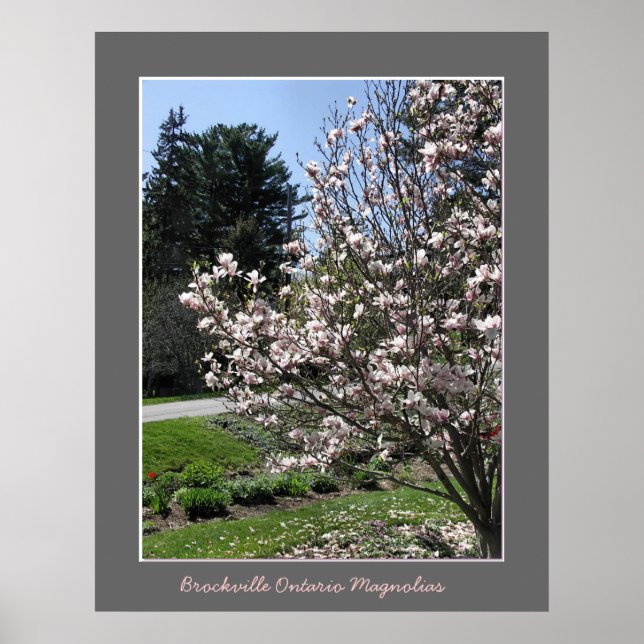 Poster Brockville Ontario Magnolias (Frente)