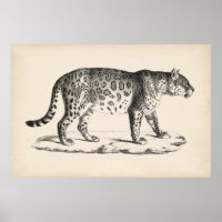 Brodtmann Leopard Sketch