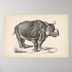 Poster Brodtmann Rhinocerontes