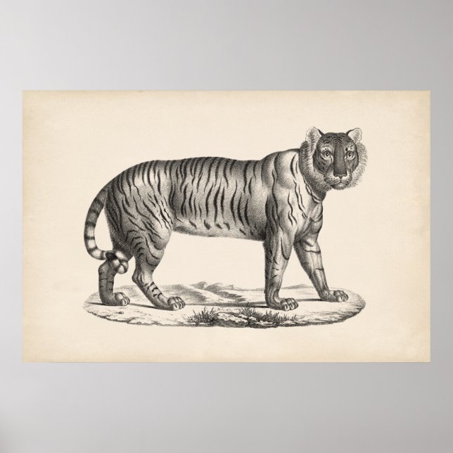Poster Brodtmann Tiger Sketch (Frente)