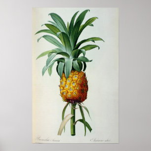 Póster Bromelia Ananas, de "Les Bromeliacees"