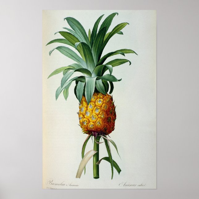 Póster Bromelia Ananas, de "Les Bromeliacees" (Frente)