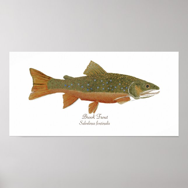 Póster Brook Trout (Frente)