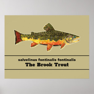 Poster Brook Trout Fly Fishing Latin Name Ichthyology