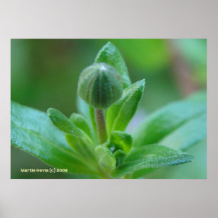 Póster Brotamento no primavera