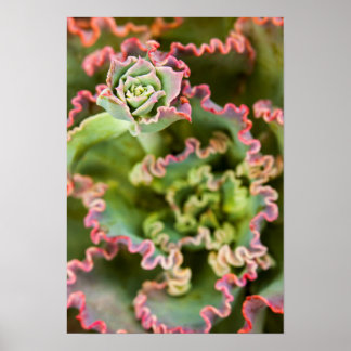 Poster Broto emergente de uma planta Echeveria