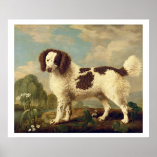 Poster Brown and White Norfolk or Water Spaniel, 1778 (oi