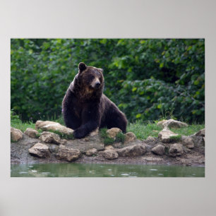 Póster Brown bear
