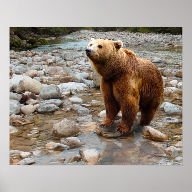 Poster Brown Bear in Stream (Frente)