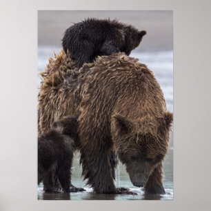 Poster Brown Bear Parque Nacional do Lago Clark