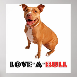 Póster Brown bonito Pittie Amor-um-Bull