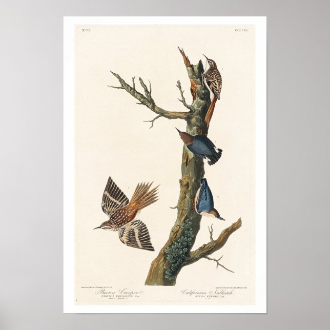 Poster Brown Creeper e California Nuthatch, de Audubon (Frente)
