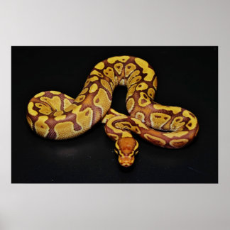 Póster Brown e Dourado Ball Python