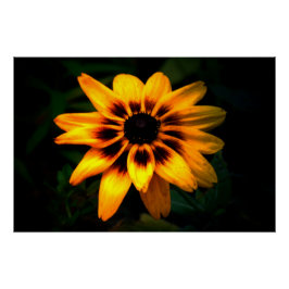 Póster Brown Eyed Susan Flower