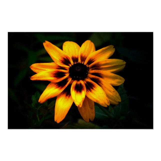 Póster Brown Eyed Susan Flower (Frente)