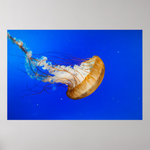 POSTER BROWN JELLYFISH