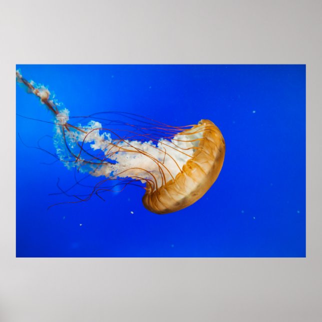 POSTER BROWN JELLYFISH (Frente)