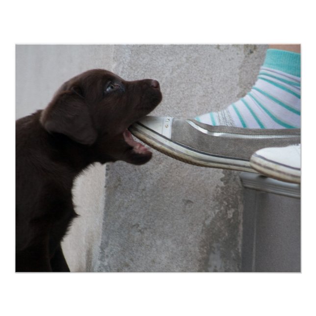 Póster Brown Labrador Puppy faminto (Frente)