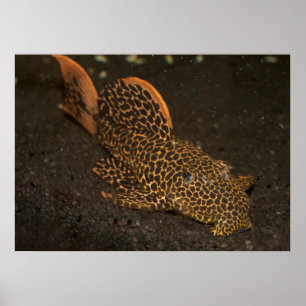 Poster Brown Peckoltia Compta