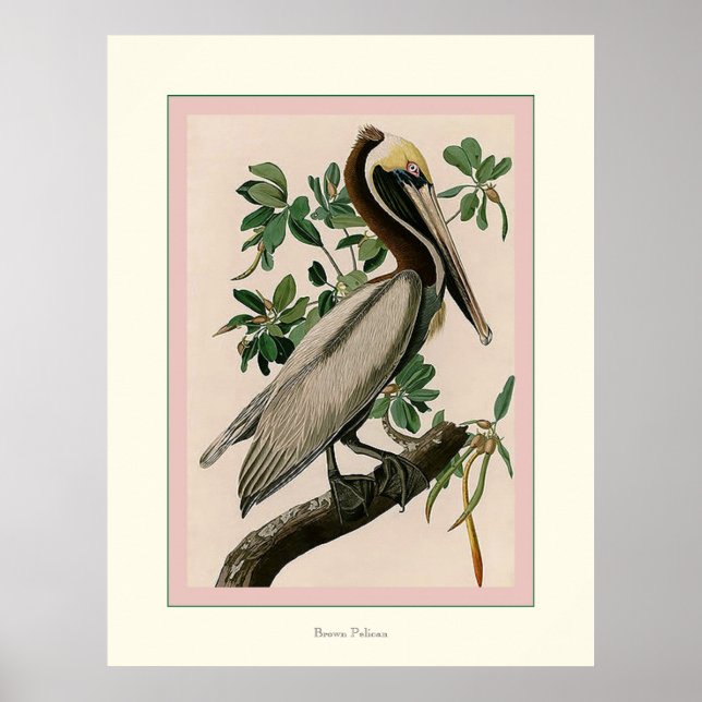 Poster Brown Pelican (Frente)
