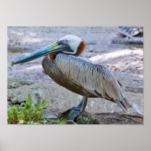 Poster Brown Pelican