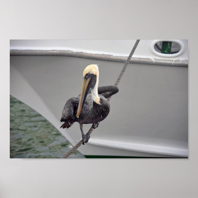 Poster Brown Pelican Balancing on a Rope, Flórida (Frente)