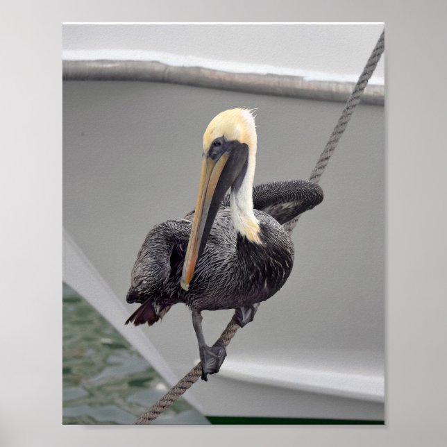 Poster Brown Pelican Balancing on a Rope, Flórida (Frente)