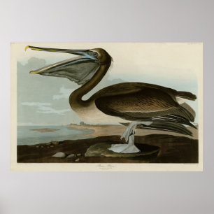 Poster Brown Pelican, do blog Birds of America, de Audubo