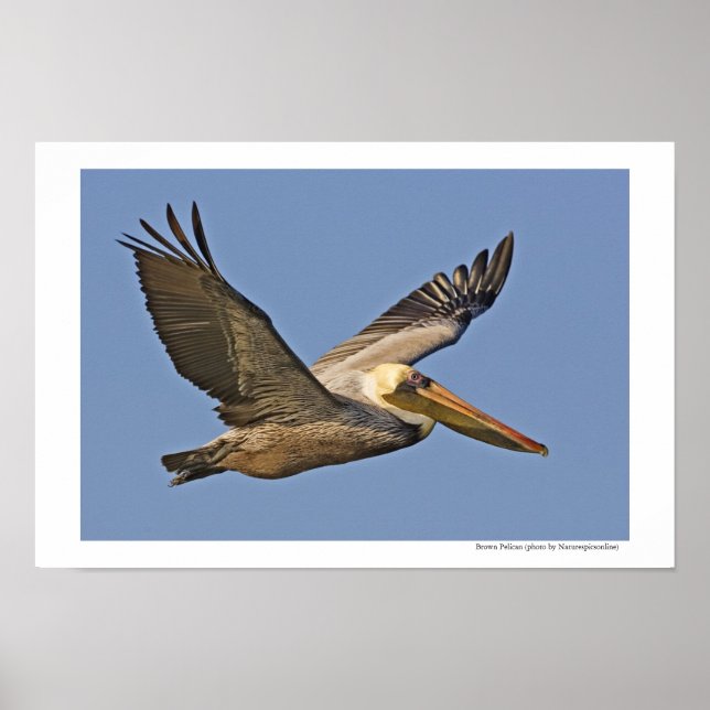 Póster Brown Pelican em voo (Frente)