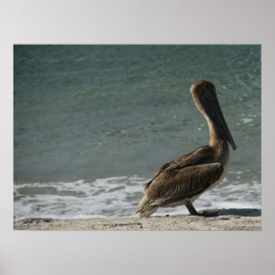 Poster Brown Pelican na fotografia de praia