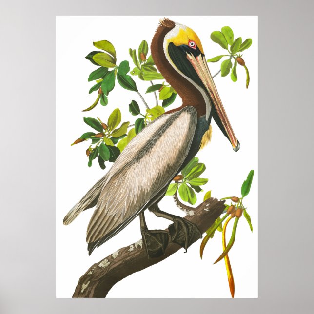 Poster Brown Pelican por John James Audubon (Frente)