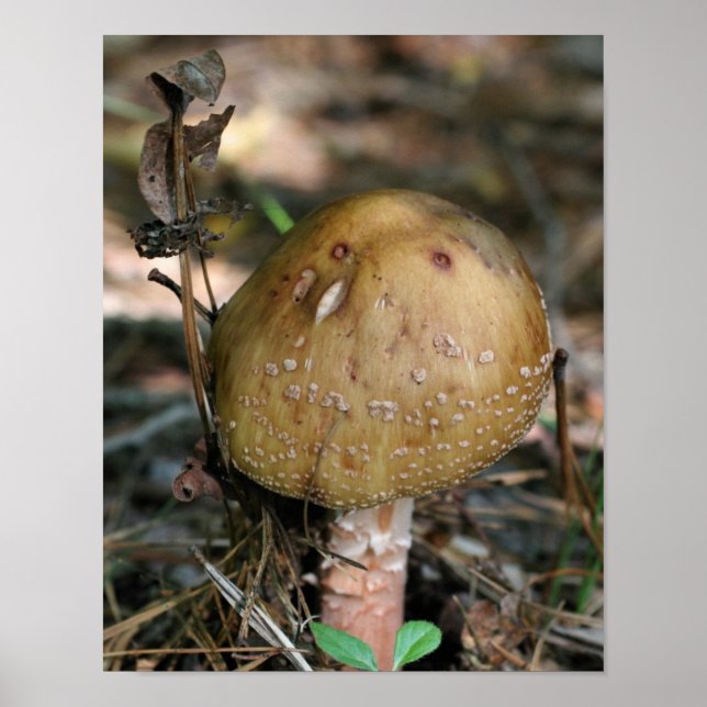 Póster Brown Woodland Mushroom Nature (Frente)