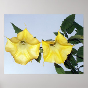 Póster Brugmansia amarelo - flor de trombeta do anjo