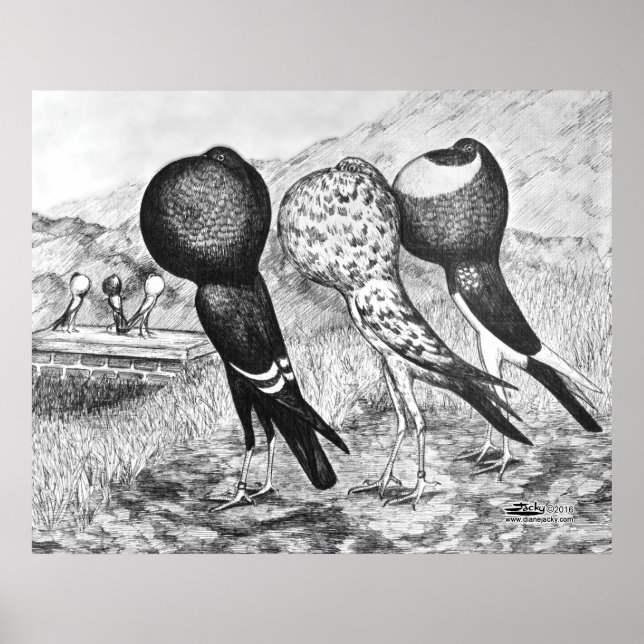 Póster Brunner Pouter Pigeons (Frente)