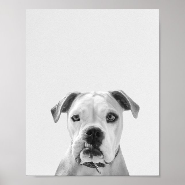 Poster Bruno, o Bulldog Americano (Frente)
