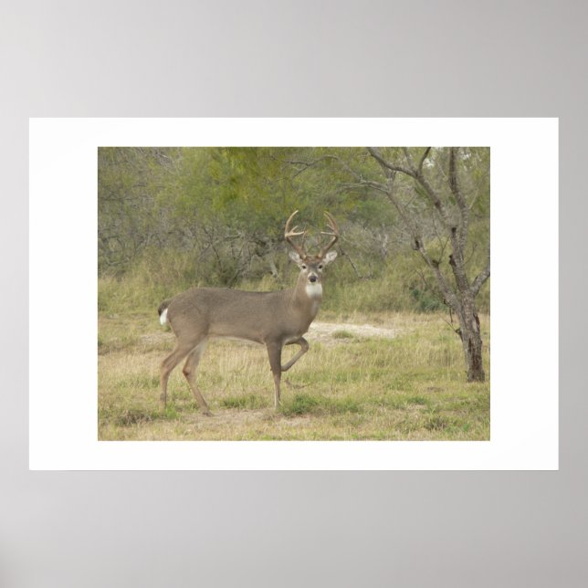 Poster Buck. (Frente)