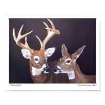 Buck and Doe Deer