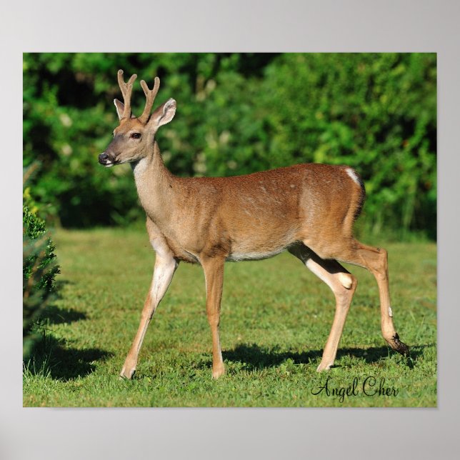 Póster Buck by Angel Cher (Frente)