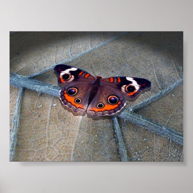 Poster Buckeye (Frente)