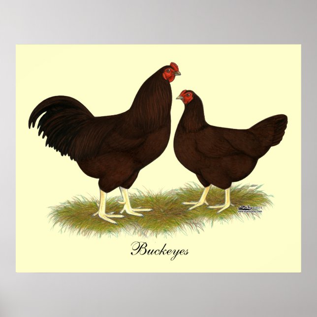 Póster Buckeye Chickens (Frente)