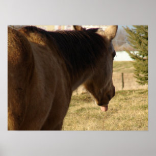 Poster Buckskin Sai Sua Língua