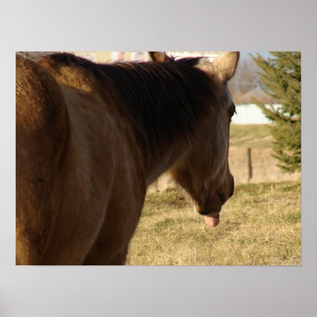 Poster Buckskin Sai Sua Língua (Frente)