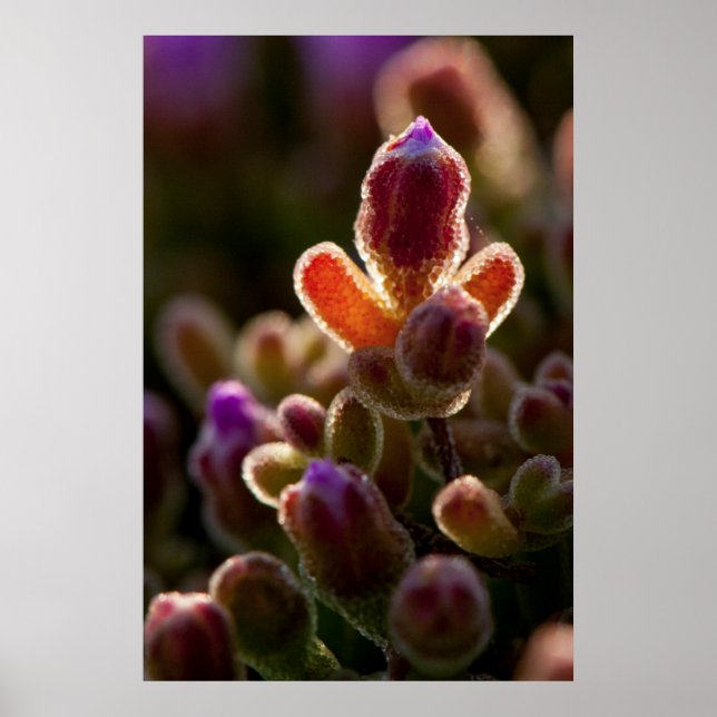 Poster Bud De Flor Suculente Colorida Com Iluminação Tras (Frente)