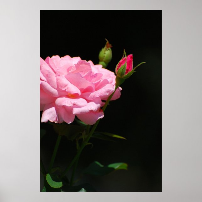 Poster Bud de um rosa (Frente)