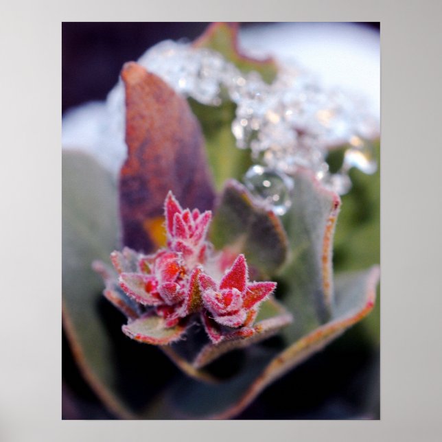 Póster Bud Flor (Frente)