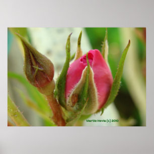 Póster Bud Rosa fechado
