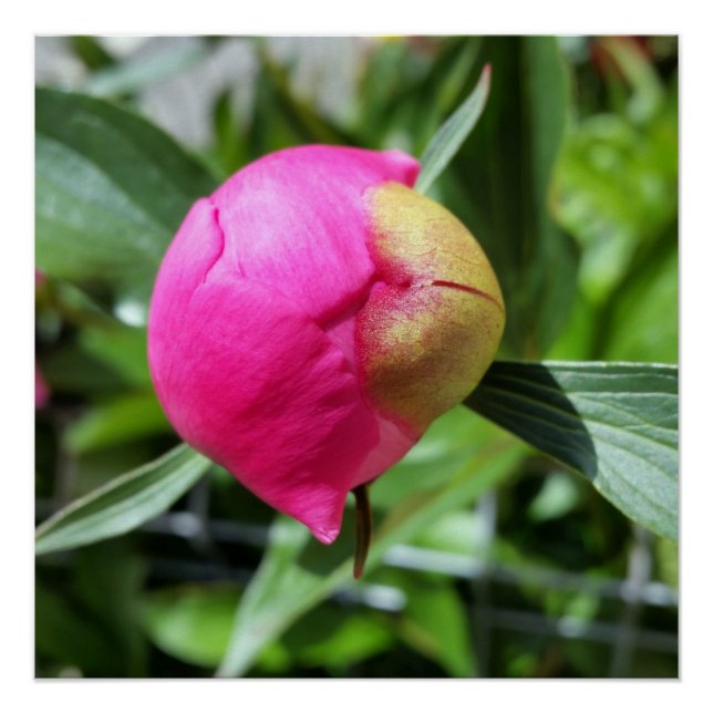 Póster bud rosa profundo (Frente)