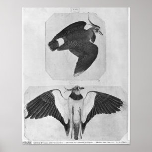 Poster Budgerigars, o do álbum de Vallardi