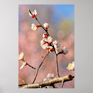 Poster Buds De Flores Apricot Japonesas